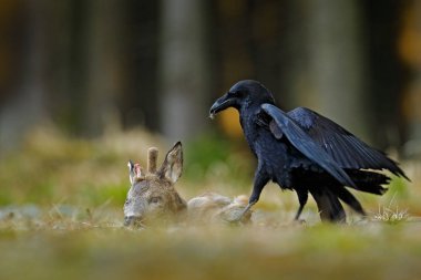 İle ölü Avrupa karaca, ormanda karkas raven. Siyah kuş kafa ile orman yolu. Hayvan behavir, Almanya'da, Europe sahne besleme.