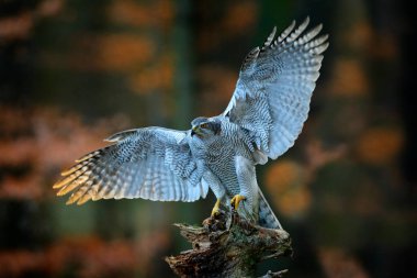 Açılış, akşam güneş arka ışık, doğa orman habitat içinde geçmiş, Ağaç gövdesinde, Fransa açılış ile açık kanatlı bir yırtıcı kuş çakır kuşu. Yaban hayatı sahne sonbahar doğadan. Habitat kuş sinek.