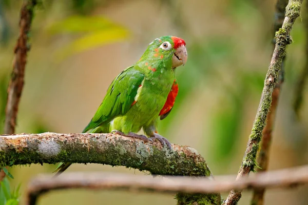 Crimson Fronted Papouška Aratinga Finschi Portrét Světle Zeleného Papouška Červenou — Stock fotografie