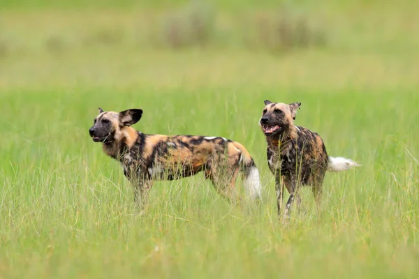 Αφρικής Άγριο Σκυλί Περπατώντας Στο Καταπράσινο Γρασίδι Okacango Deta Μποτσουάνα — Φωτογραφία Αρχείου