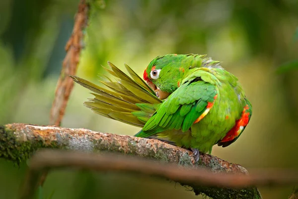 Crimson Frontem Nizinna Aratinga Finschi Portret Światła Zielona Papuga Czerwoną — Zdjęcie stockowe