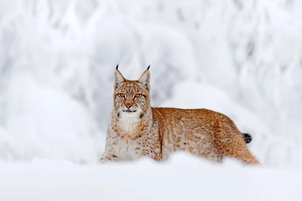 Lynx Eurasiático Caminando Gato Salvaje Bosque Con Nieve Escena Vida — Foto de Stock