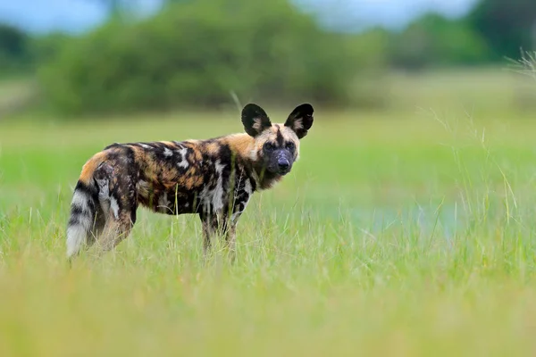 Cão Selvagem Africano Caminhando Grama Verde Okacango Deta Botsuana África — Fotografia de Stock