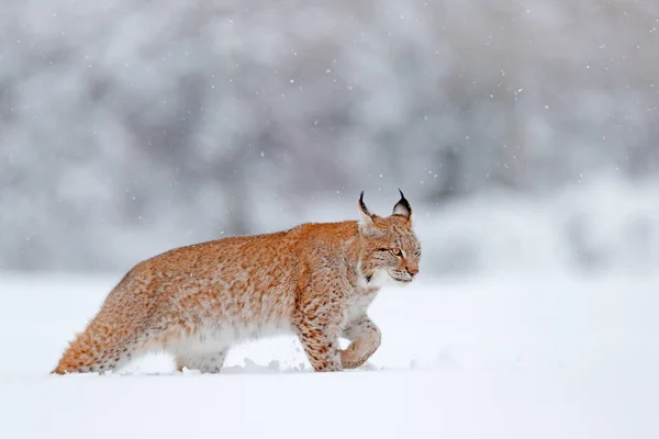 欧亚山猫走着 野猫在森林里下着雪 野生动物场景从冬季自然 可爱的大猫栖息 寒冷的条件 雪森林与美丽的动物野生山猫 — 图库照片