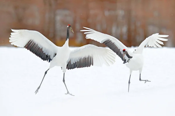 Dancing Pair Red Crowned Crane Open Wing Flight Snow Storm — Stock Photo, Image