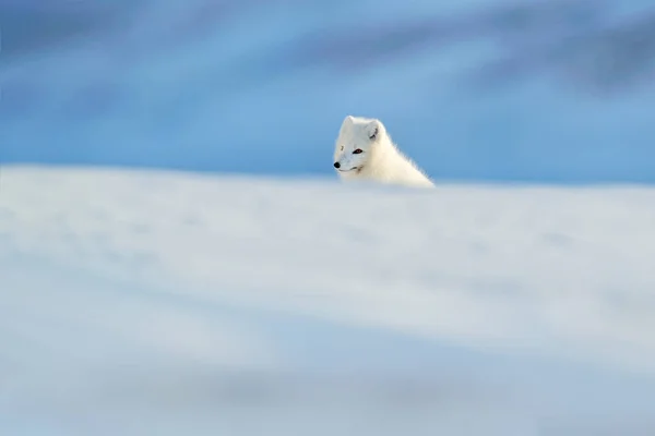 Polarfuchs Lebensraum Winterlandschaft Spitzbergen Norwegen Schönes Tier Schnee Lauffuchs Tieraktionsszene — Stockfoto