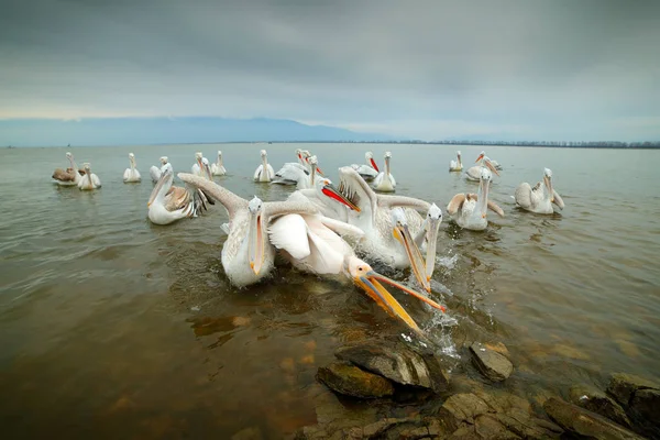 Охота Птиц Воде Далматинский Пеликан Pelecanus Crispus Озере Керкини Греция — стоковое фото