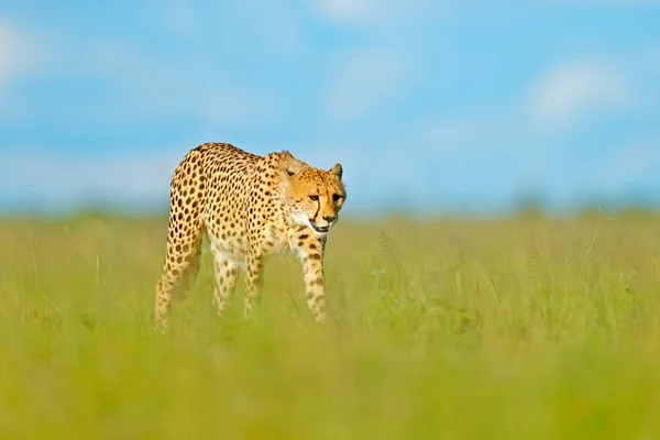Cheetah Acinonyx Jubatus Chat Sauvage Marchant Mammifère Rapide Terre Botswana — Photo