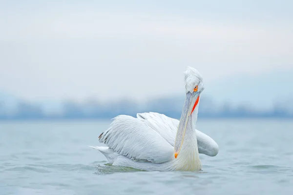 Pássaro Com Amanhecer Pelicano Dálmata Pelecanus Crispus Lago Kerkini Grécia — Fotografia de Stock