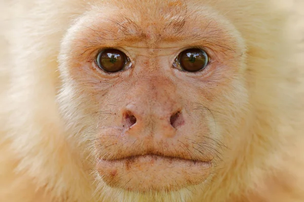 Close-up detail of monkey face. White-headed Capuchin, black monkey sitting on tree branch in the dark tropical forest. Wildlife of Costa Rica. Travel holiday in Central America.