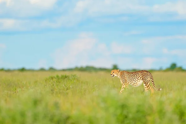 Cheetah Grama Céu Azul Com Nuvens Gato Selvagem Manchado Habitat — Fotografia de Stock