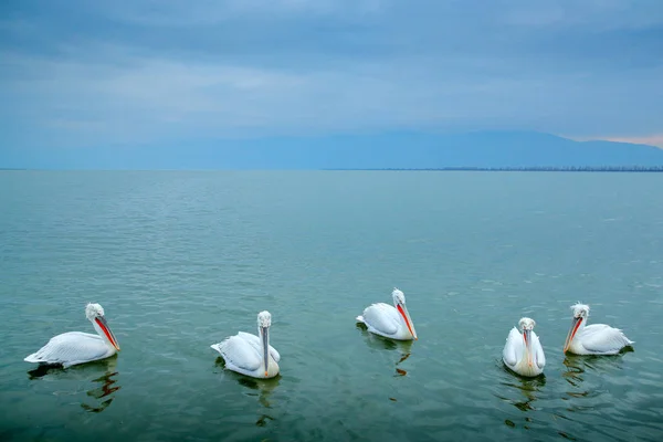 Kerkini 그리스에서 Pelecanus 자연에서 — 스톡 사진