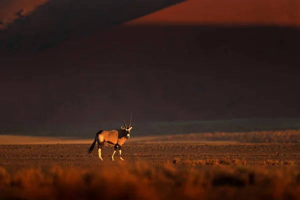 Gemsbok Com Duna Areia Laranja Noite Pôr Sol Gemsbuck Oryx — Fotografia de Stock