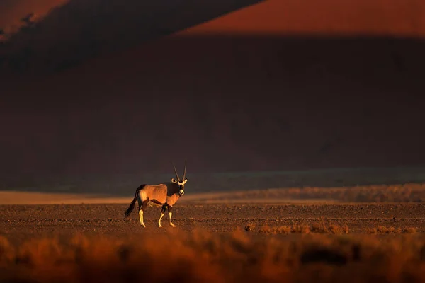 双子座 黄沙沙丘黄昏 Gemsbuck Oryx Gazella Large Antelope Nature Habitat Sossusvlei — 图库照片