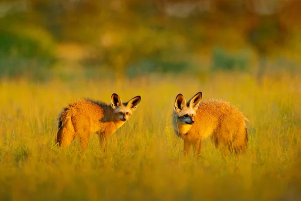 bat-eared foxes Fenech on field