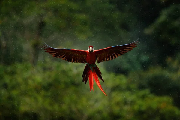 Papagaio Arara Voando Vegetação Verde Escura Com Bela Luz Traseira — Fotografia de Stock