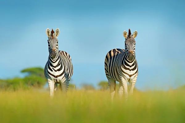 Zebra Błękitnym Niebem Burzowym Zebra Burchella Equus Quagga Burchellii Zambia — Zdjęcie stockowe