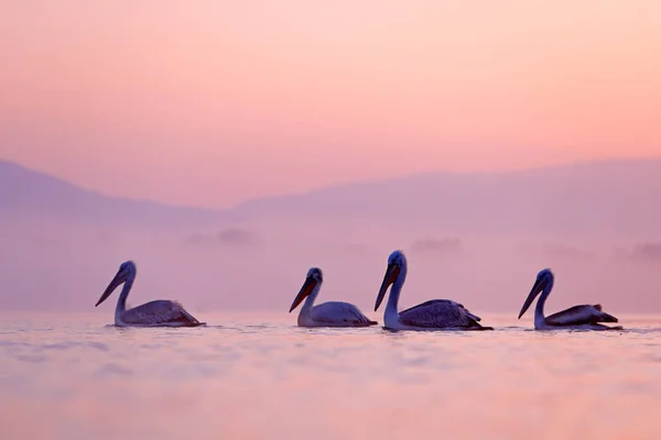 Πουλί Την Ανατολή Του Ηλίου Αργυροπελεκάνος Αργυροπελεκάνος Λίμνη Κερκίνη Ελλάδα — Φωτογραφία Αρχείου