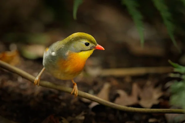 Red Billed Leiothrix Leiothrix Lutea Rare Bird Southern China Himalayas — Stock Photo, Image