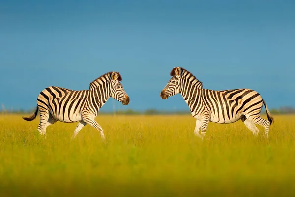 Зебра Небо Синє Шторм Burchell Зебра Кінь Quagga Burchellii Nxai — стокове фото