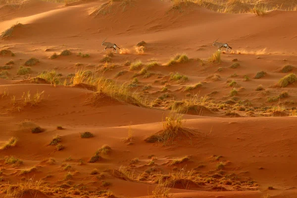 Gemsbok Com Duna Areia Laranja Noite Pôr Sol Gemsbuck Oryx — Fotografia de Stock