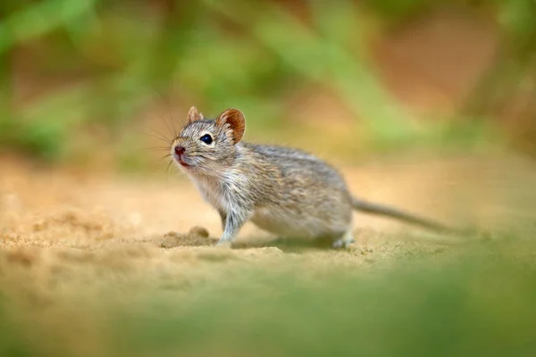 四条纹草鼠 Rhabdomyspumilio 美丽的老鼠在栖息地 老鼠在沙与绿色植被 有趣的图像从自然 纳米布沙漠沙丘在纳米比亚 野生动物非洲 — 图库照片