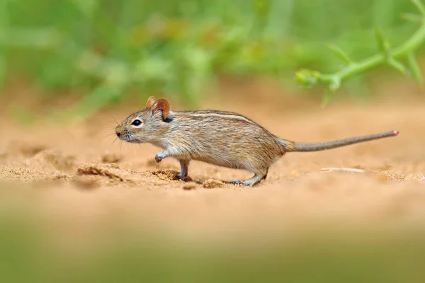Four Striped Grass Mouse Rhabdomys Pumilio Beautiful Rat Habitat Mouse — Stock Photo, Image