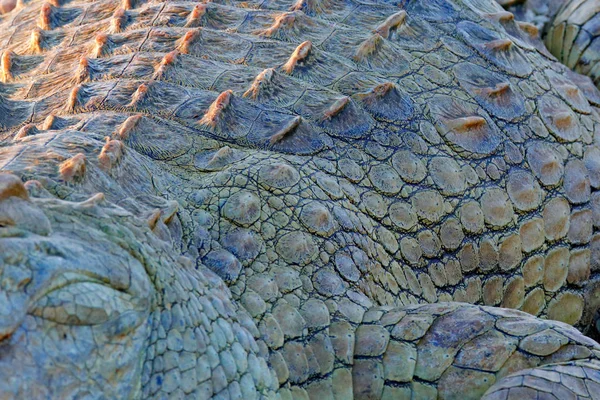 Huid Van Nijlkrokodil Crocodylus Niloticus Met Open Snuit Rivieroever Okavango — Stockfoto