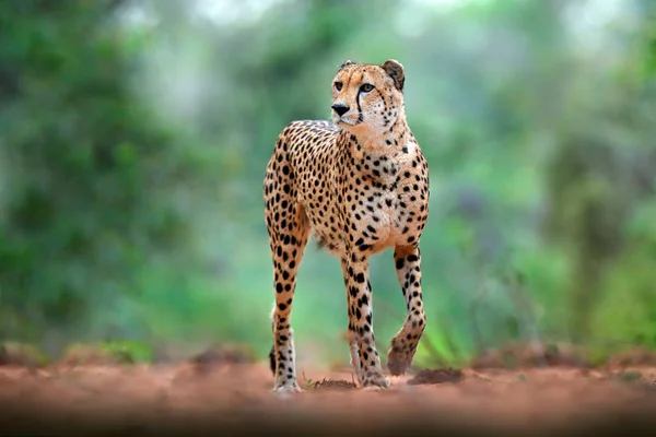 Cheetah Acinonyx Jubatus Walking Wild Cat Fastest Mammal Land Botswana — Stock Photo, Image