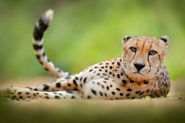 刺五加 野猫的详细肖像 陆地上最快的哺乳动物 非洲的埃托沙恩 来自非洲自然的野生动物场景 有抬起尾巴的猫 — 图库照片