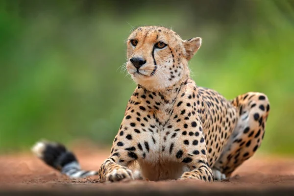 Cheetah Acinonyx Jubatus Detail Portrait Wild Cat Fastest Mammal Land — Stock Photo, Image