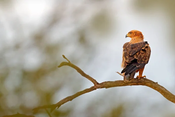 Wahlberg Eagle Hieraaetus Wahlbergi Brown Black Bird Prey Nature Habitat — Fotografia de Stock