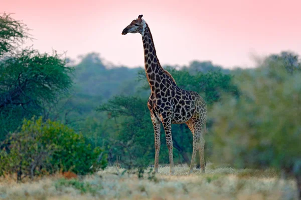 Giraffe Ochtend Zonsopgang Groene Vegetatie Met Dierlijke Portret Wildlife Scène — Stockfoto
