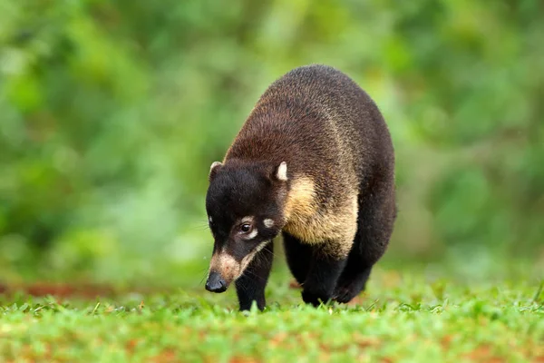 Lotor 在绿草 热带荣格 哥斯达黎加 动物在森林栖所 绿色植被 来自热带哥斯达黎加的动物 长尾浣熊 哺乳动物在自然栖所 野生动物 — 图库照片