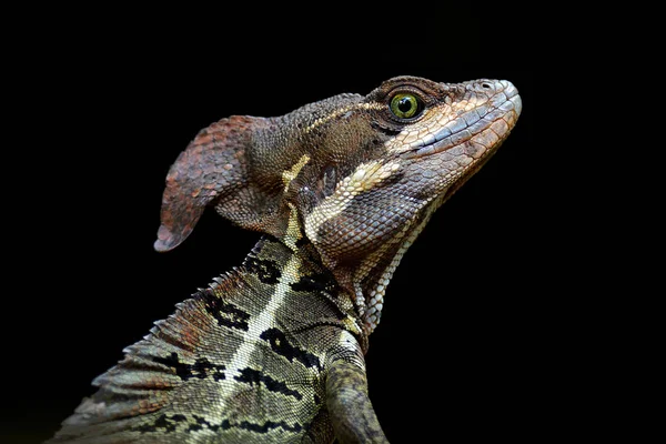 Bazyliszek Basiliscus Basiliscus Wszystko Szczegół Portret Siedlisku Natura Piękna Głowa — Zdjęcie stockowe