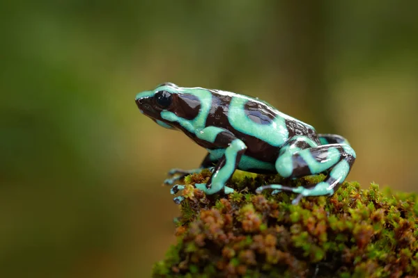 Poison frog from Amazon tropic forest, Costa Rica . Green Black Poison Dart Frog, Dendrobates auratus, in nature habitat. Beautiful motley frog from tropic forest in South America. Animal Amazon.