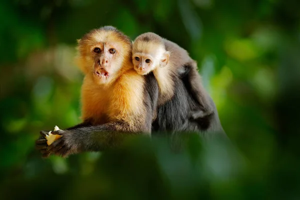 Macaco Com Jovens Macaco Negro Escondido Galho Árvore Floresta Tropical — Fotografia de Stock