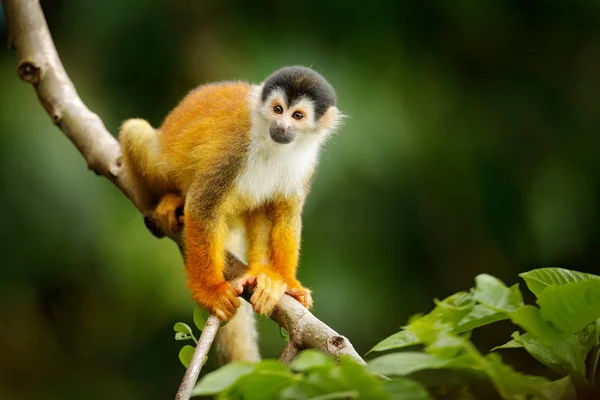 Squirrel Monkey Saimiri Oerstedii Sitting Tree Trunky Green Leaves Corcovado — стокове фото