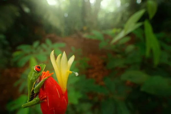 Rana Costa Rica Lente Gran Angular Escena Vida Silvestre Bosque — Foto de Stock