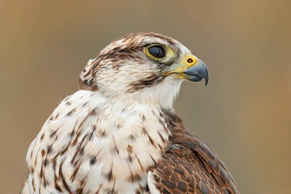 Sakervalk Falco Cherrug Detail Portret Van Roofvogels Zeldzame Vogel Met — Stockfoto