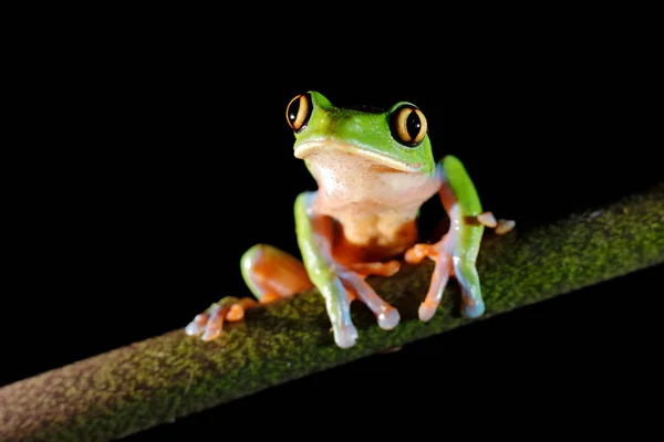 Agalychnis Annae Golden Eyed Tree Frog Green Blue Frog Leave — Stock fotografie