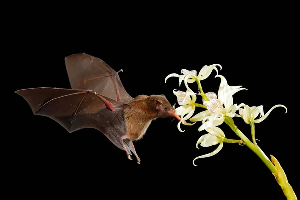 Оранжевая Летучая Мышь Lonchophylla Robusta Летящая Летучая Мышь Темную Ночь — стоковое фото