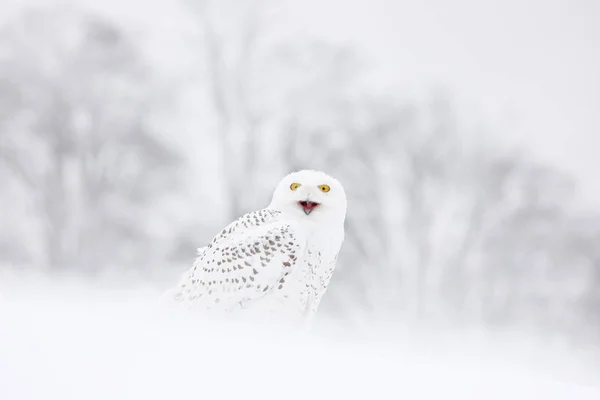 Hibou Des Neiges Assis Sur Neige Dans Habitat Hiver Froid — Photo