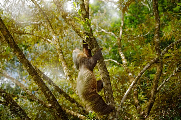 Paresseux Dans Habitat Naturel Belle Fente Deux Doigts Hoffmans Choloepus — Photo