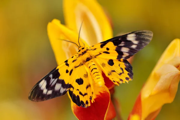 Красива Метелик Сидить Червоній Жовтій Квітці Жовта Комаха Природі Зеленого — стокове фото