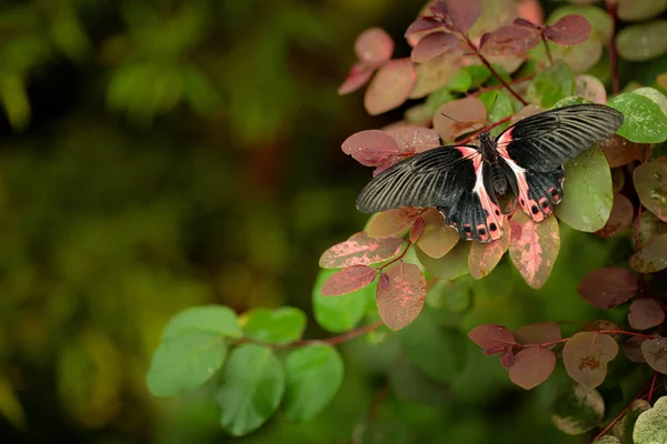 Papilio Rumanzovia Beautiful Black Pink Butterfly Scarlet Mormon Big Colourful — Stock Photo, Image