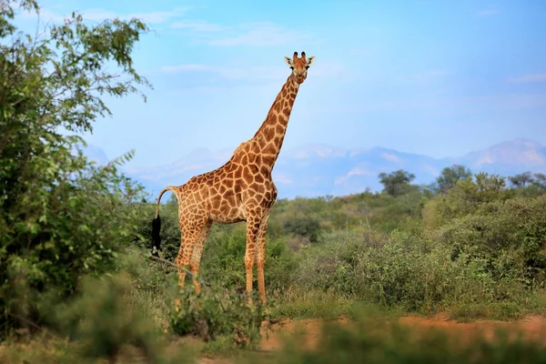 Žirafa Zelené Vegetace Divoké Scény Přírody Večerní Světlo Lese Afrika — Stock fotografie