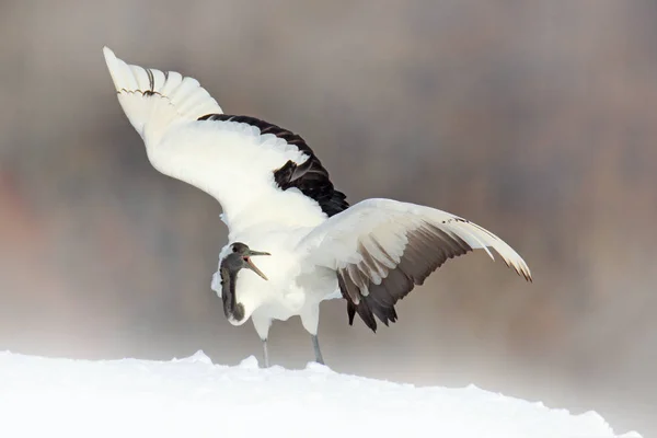 Snöfall Med Rödkronad Kran Ängen Hokkaido Japan Bird Feeding Vinter — Stockfoto