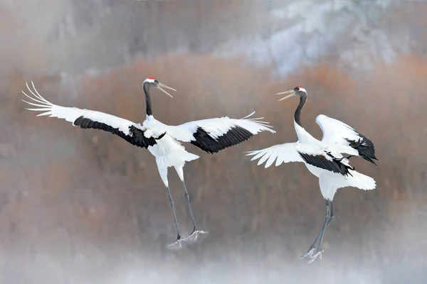 Dancing Pair Red Crowned Crane Open Wings Winter Hokkaido Japan — Stock Photo, Image