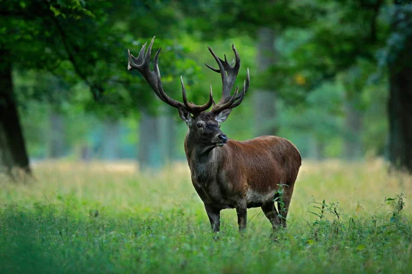 Ciervo Rojo Ciervo Majestuoso Poderoso Animal Adulto Fuera Del Bosque — Foto de Stock
